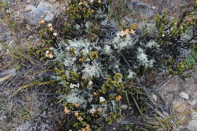 Pimelea traversii, photographed by Joe Potter Butler
