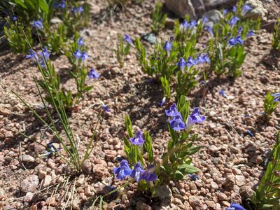 Scutellaria brittonii, photographed by Alaina Krakowiak