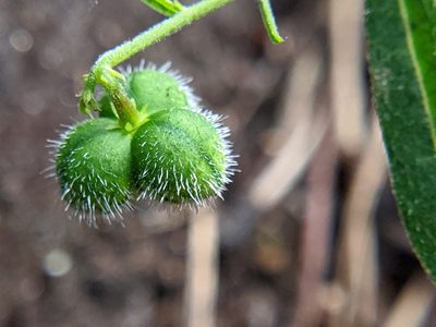 Tragia urens, photographed by Alison Northup