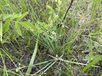 Sisyrinchium campestre, photographed by Nic Tippery