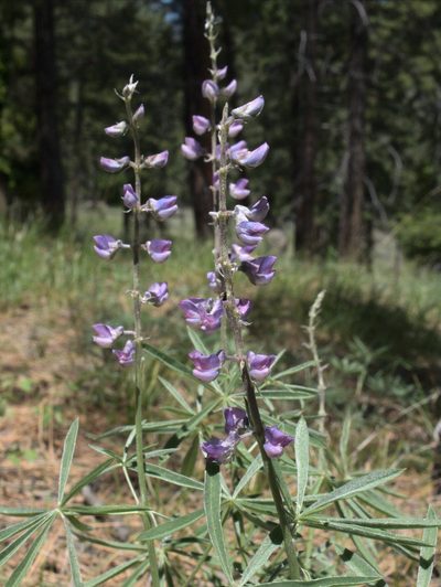 Lupinus caudatus, photographed by Tom Wainwright