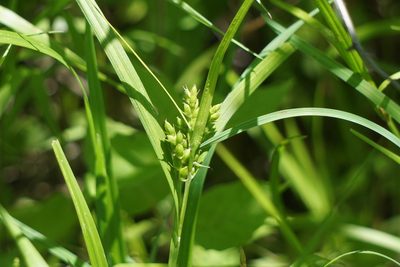 Carex grisea, photographed by Mike B