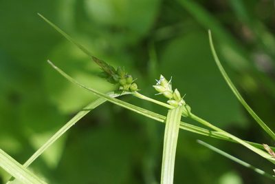 Carex grisea, photographed by Mike B