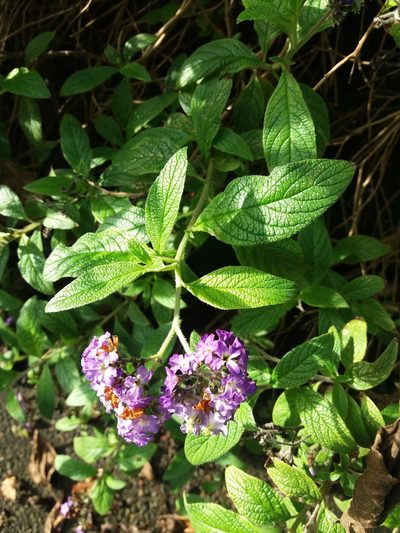 Heliotropium arborescens, photographed by eyrezer