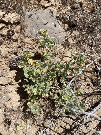 Acleisanthes nevadensis, photographed by Matt Berger