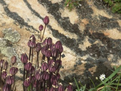 Silene involucrata, photographed by robinlanark