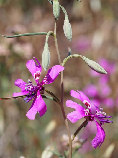 Clarkia xantiana, photographed by Nina House
