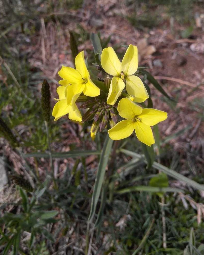 Erysimum flavum, photographed by Юлия