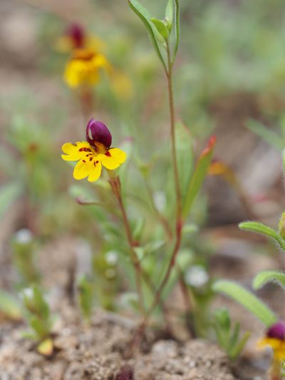 Erythranthe barbata, photographed by Nina House