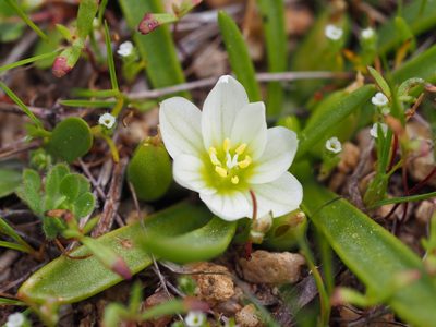 Lewisia nevadensis, photographed by Nina House
