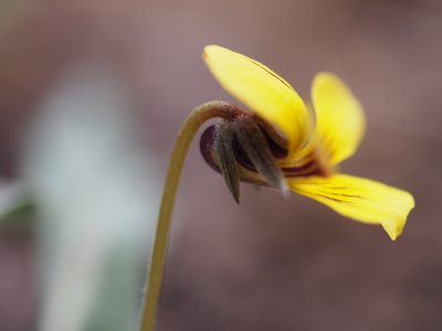 Viola pinetorum, photographed by Nina House