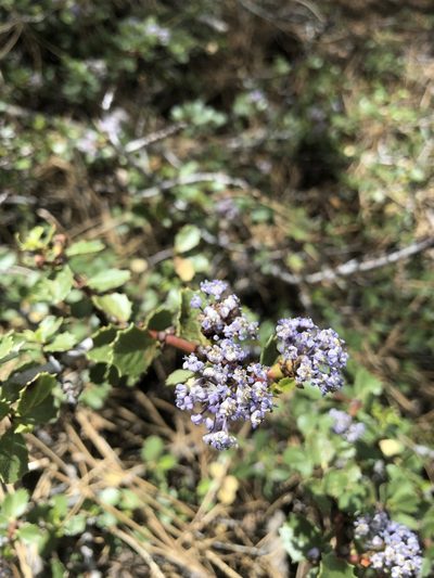 Ceanothus pinetorum, photographed by Nina House