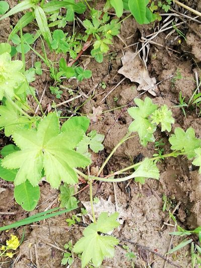 Alchemilla tichomirovii, photographed by Татьяна Максимова