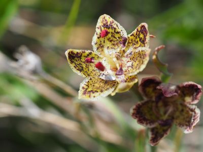Fritillaria pinetorum, photographed by Nina House
