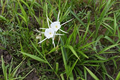 Hymenocallis occidentalis, photographed by Philip Vanbergen