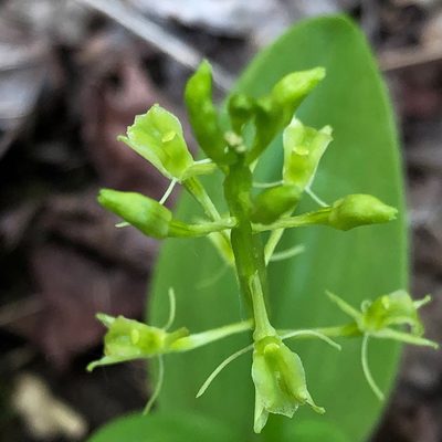 Liparis loeselii, photographed by Christopher Zacharias