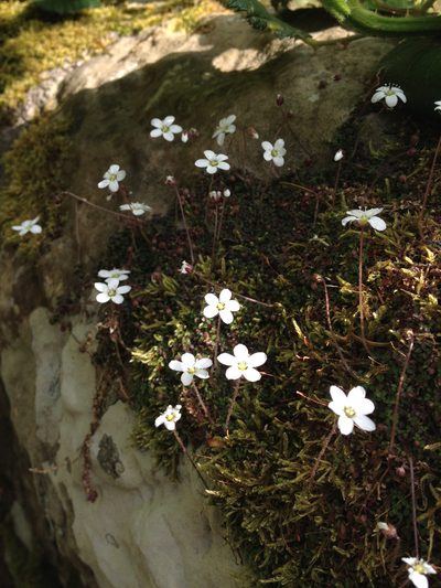 Arenaria balearica, photographed by Hilary Rose Dawson