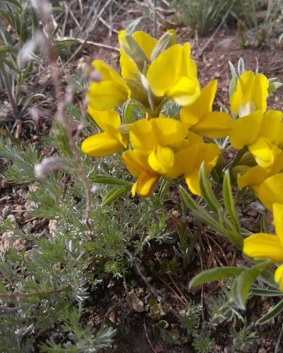 Thermopsis lanceolata, photographed by Юлия