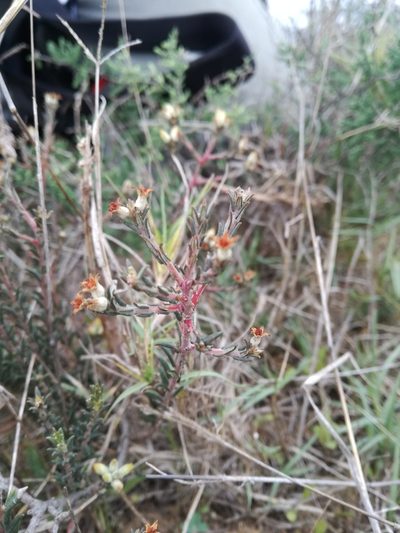 Phylica strigulosa, photographed by Jacques van der Merwe