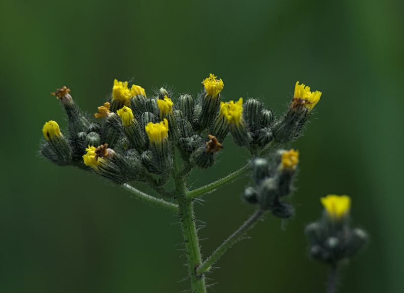Pilosella novosibirskensis, photographed by Pavel Komkov