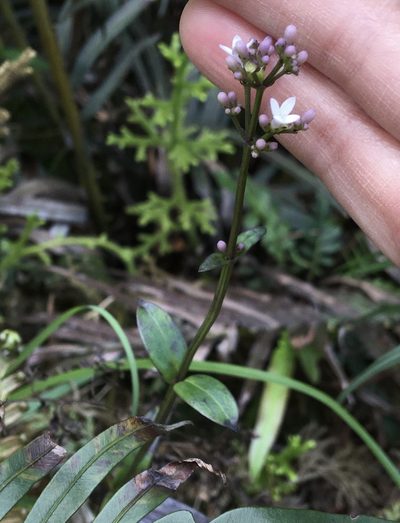 Hedyotis lancea, photographed by Yj
