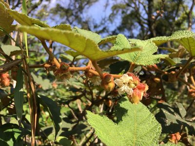 Rubus reflexus, photographed by Yj