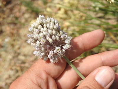 Allium polyanthum, photographed by Aissa Djamel Filali