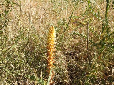 Orobanche artemisiae-campestris, photographed by Aissa Djamel Filali