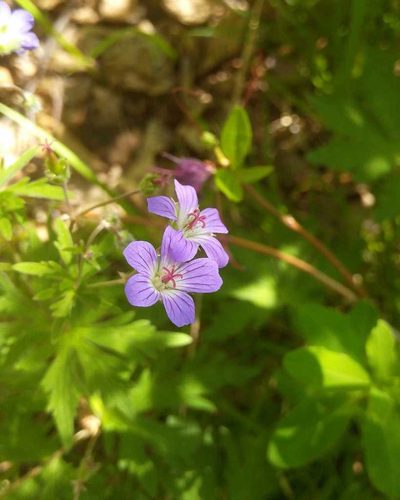 Geranium pseudosibiricum, photographed by Юлия