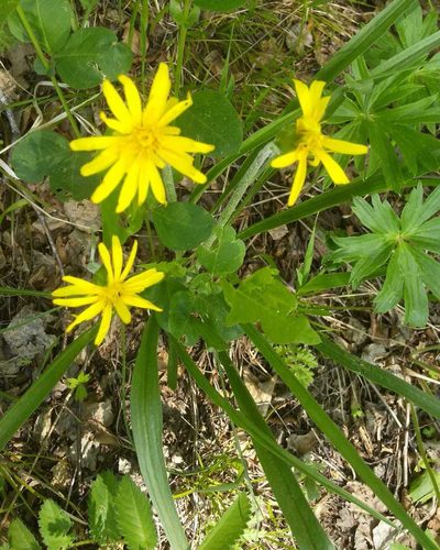 Scorzonera radiata, photographed by Юлия