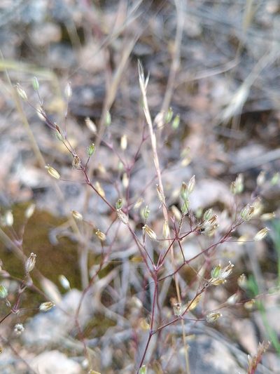 Sabulina tenuifolia, photographed by Yves Bas