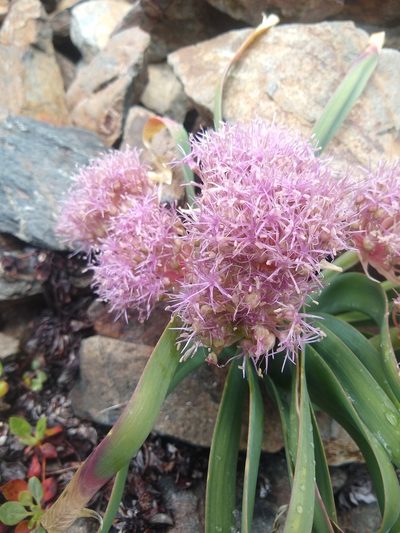 Allium platycaule, photographed by Quinn Shemet