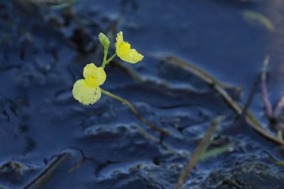 Utricularia aurea, photographed by Richard Fuller