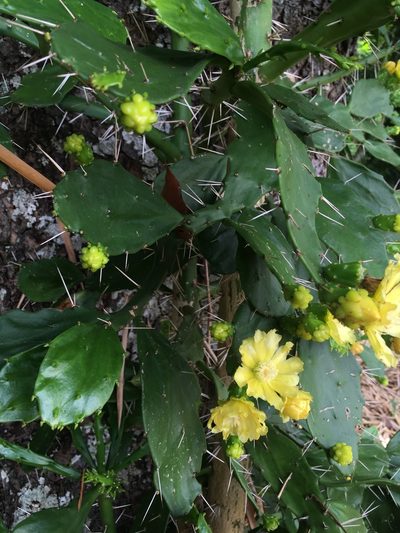 Brasiliopuntia brasiliensis, photographed by Lucho Msrtínez