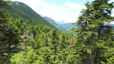 Abies cephalonica, photographed by Donald Davesne