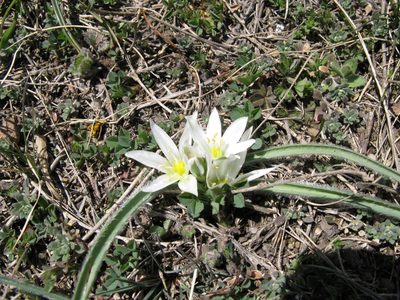 Ornithogalum fimbriatum, photographed by Igor Balashov
