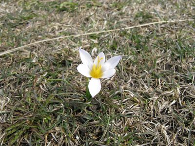 Crocus tauricus, photographed by Igor Balashov