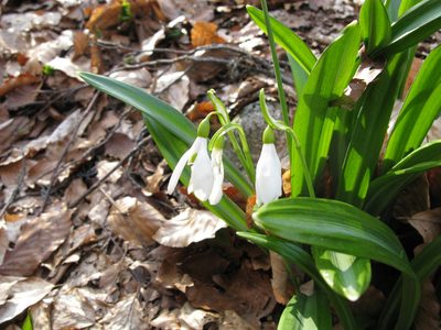 Galanthus plicatus, photographed by Igor Balashov