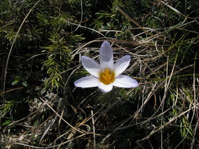 Crocus tauricus, photographed by Igor Balashov