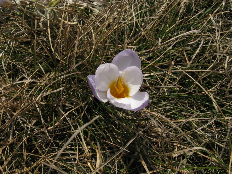Crocus tauricus, photographed by Igor Balashov