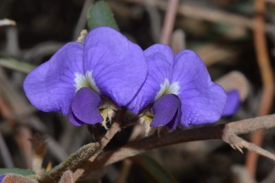 Hovea trisperma, photographed by T. Hammer
