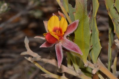 Jacksonia floribunda, photographed by T. Hammer