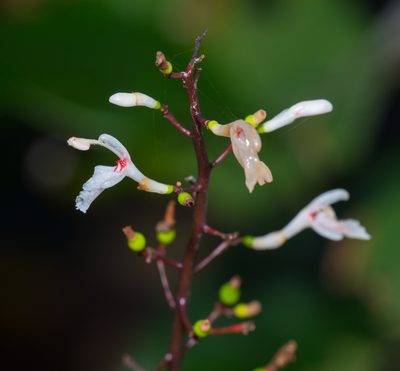 Alpinia oblongifolia, photographed by portioid