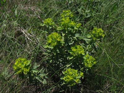 Euphorbia stepposa, photographed by Igor Balashov