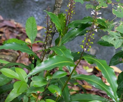 Alpinia oblongifolia, photographed by portioid