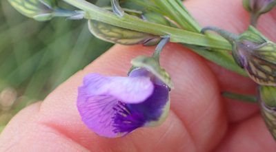 Polygala gracilenta, photographed by Peter Warren
