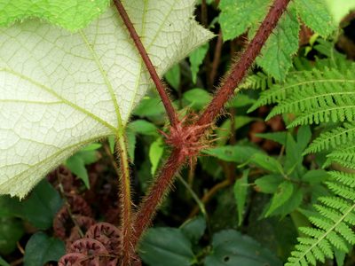 Rubus rufus, photographed by Jacy Chen