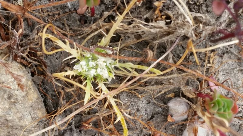 Navarretia prostrata, photographed by Millie Basden