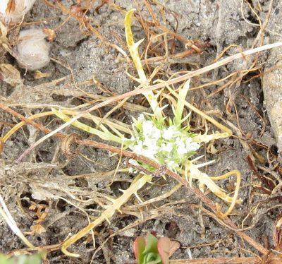 Navarretia prostrata, photographed by Millie Basden