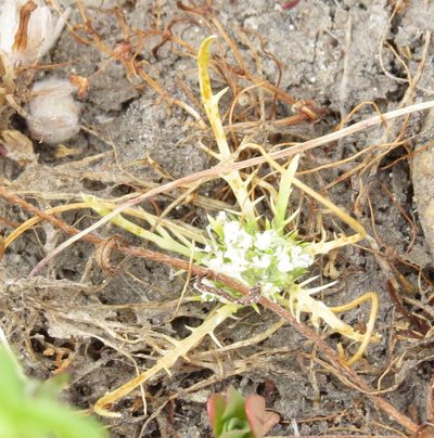 Navarretia prostrata, photographed by Millie Basden